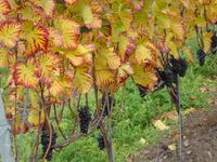 Weinstöcke im Herbst (© Reiseagentur Behrens & Holzmann)
