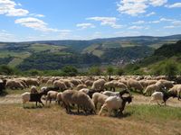 Schaf- und Ziegenherde am Mittelrhein (© Reiseagentur Behrens & Holzmann)